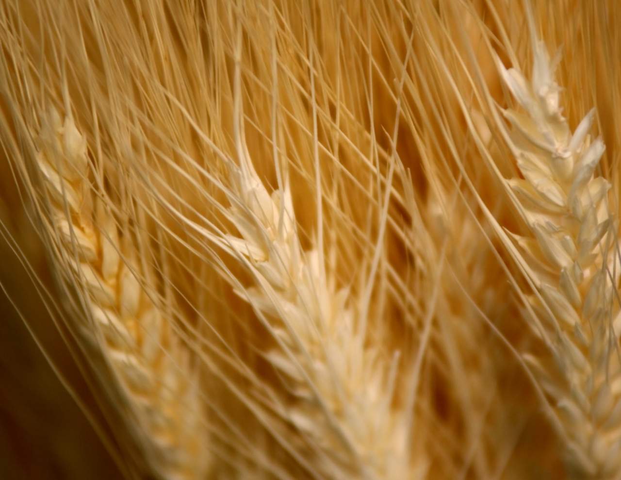 Agrosfera, 1.850 scatti sulla filiera agroalimentare