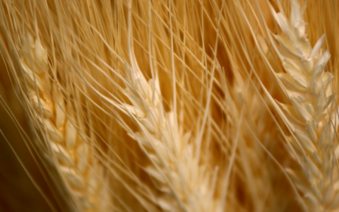 Agrosfera, 1.850 scatti sulla filiera agroalimentare