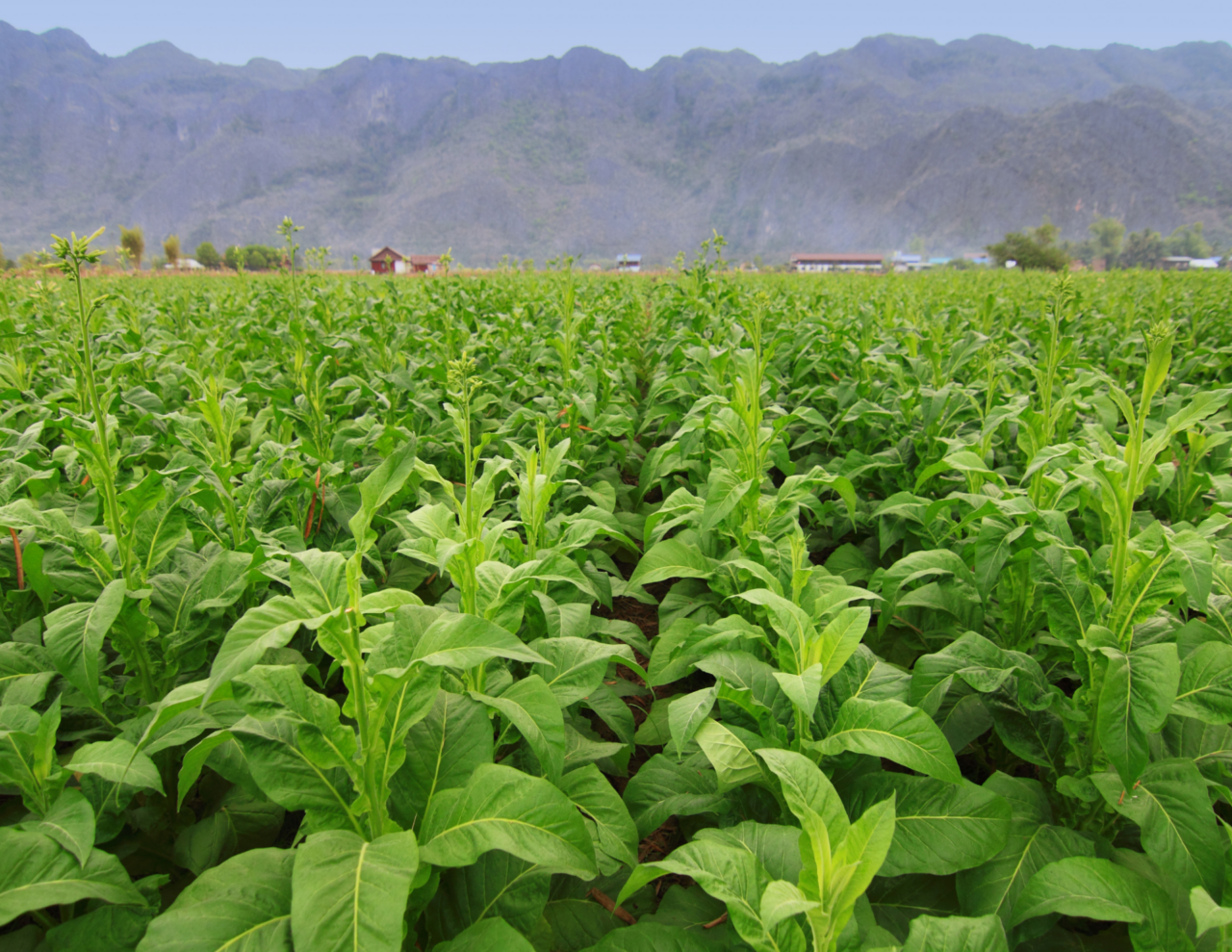 Coltivazioni di tabacco devastate dalla grandine in Valtiberina