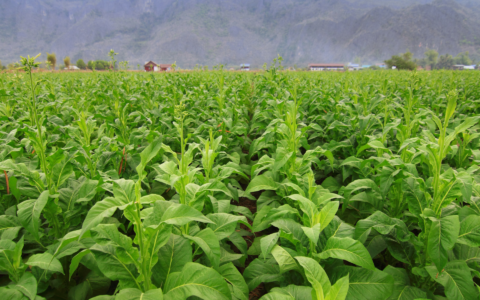 Coltivazioni di tabacco devastate dalla grandine in Valtiberina